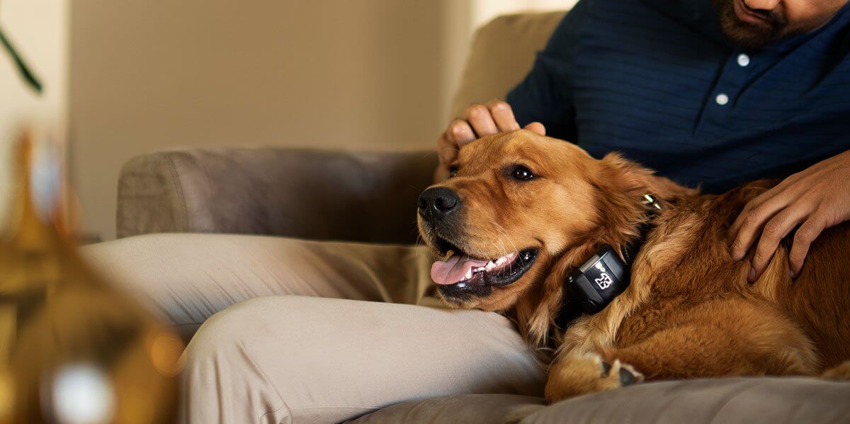 Developing-a-Startup-Smart-Dog-Collar-from-the-Ground-Up