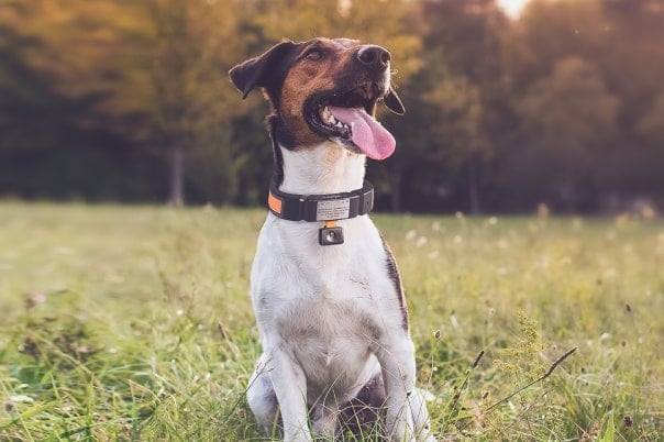 Entwicklung eines intelligenten Hundehalsbandes für ein Startup